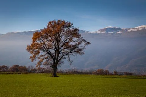 Tree in a field at fall Stock Photos