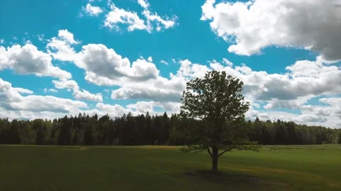 A tree in a field flying around part1 Видео 142294077