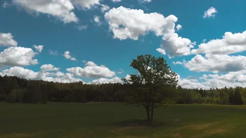 A tree in a field flying around part2 Видео 142294089