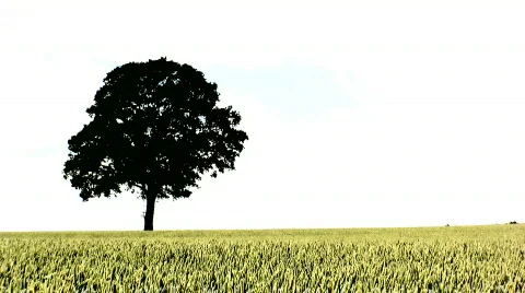 Tree in field Stock Footage 139319