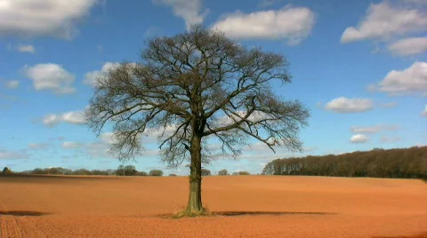 Tree in Field Stock Footage 354047