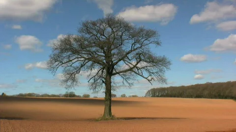 Tree in Field Stock Footage 355205