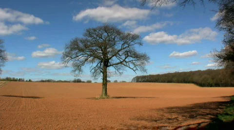 Tree in Field Stock Footage 355217
