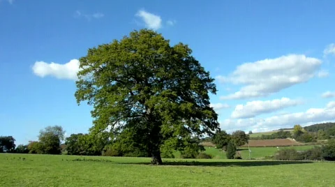 Tree in field Stock Footage 536361