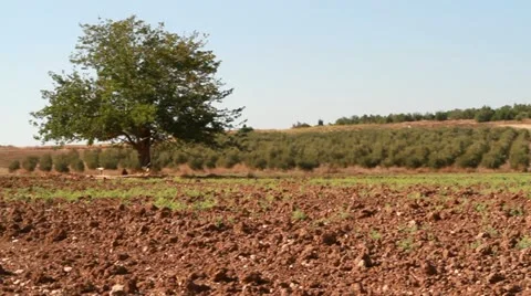 Tree in field Stock Footage 20534770