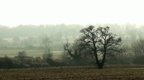 Tree on field Stock-Footage 21893281