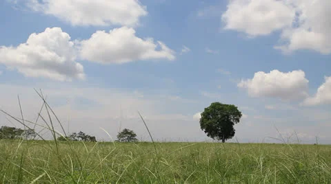 Tree in field,. Stock Footage 23911542