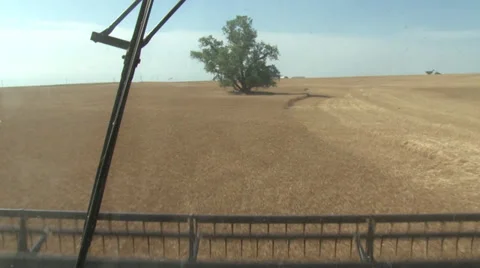 Tree in Field Stock Footage 35583072
