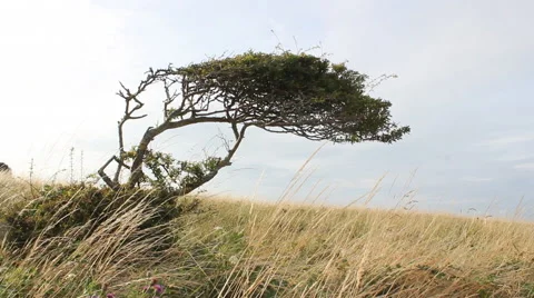 Tree in the field Stock Footage 46403369