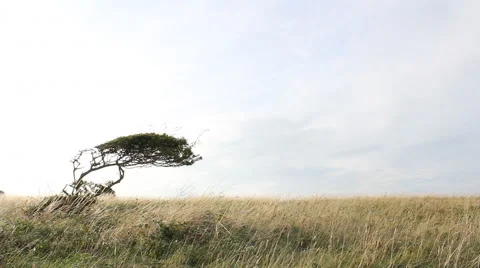 Tree in the field Stock Footage 46403612