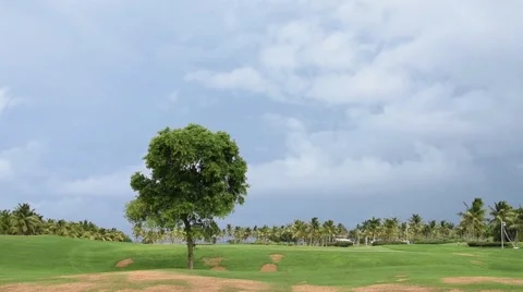Tree in field Stock Footage 67307500