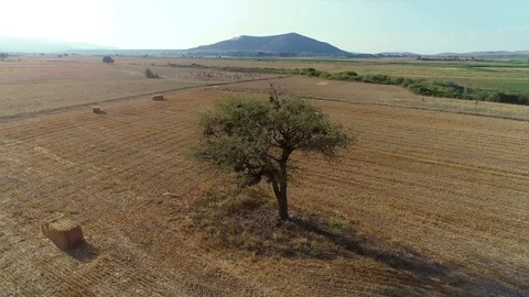 Tree in the field Stock Footage