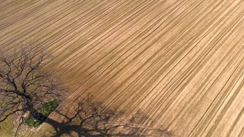 Tree in the field Stock Footage 130142652