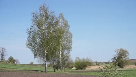 A tree in a field Stock Footage 130505435