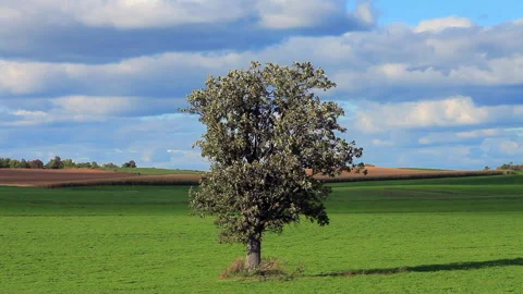Tree in Field Stock Footage 131780685