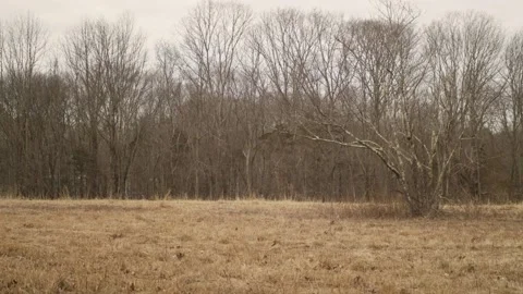 Tree in a field Video stock 135458695