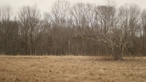 Tree in a field Stock Footage
