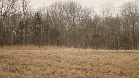 Tree in a field Video stock 135458729