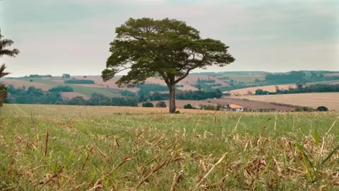 Tree in the field Stock Footage 138068561
