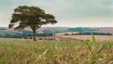 Tree in the field 스톡 동영상 138068647