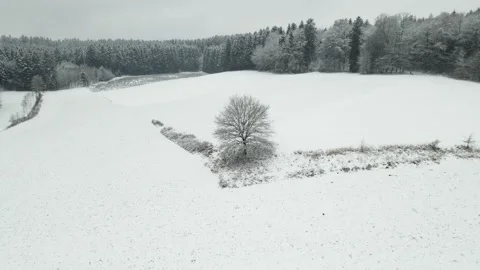 Tree in a field Video stock 146540095