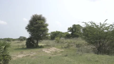 Tree in the field Stock Footage 166104309