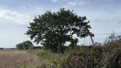 Tree in a field Stock-Footage 287081354
