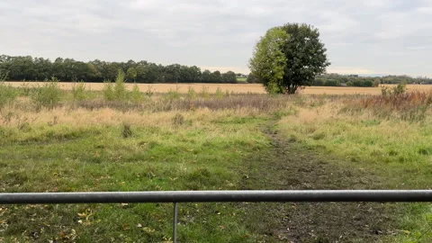 Tree in a field Stock-Footage 288680995
