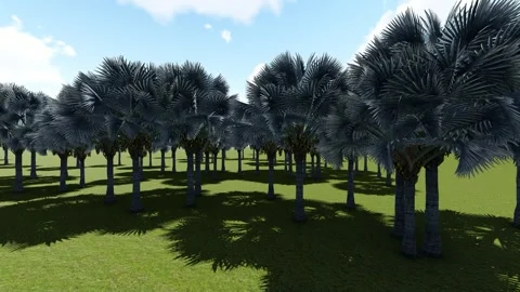 Tree in the field Stock Footage 337832988