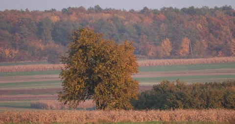 A tree in the field at the golden hour, 4K slow motion Stock Footage 166559957