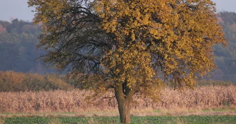 A tree in the field at the golden hour, close, 4K slow motion Stock Footage 166560327