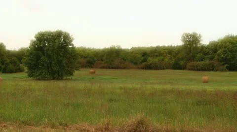 Tree in field hazy Stock Footage 12737364