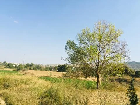 Tree in field  // hd background //tree background Stock Photos