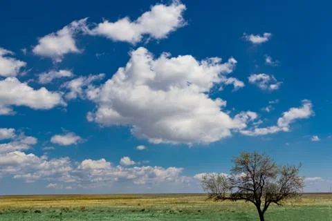 Tree field landscape Stock Photos