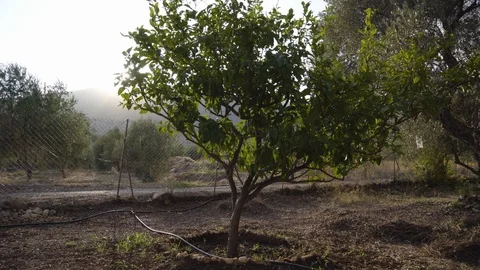 Tree in a field with light gusts of wind. Stock Footage 94409762