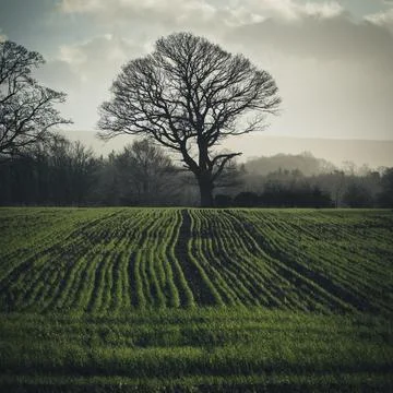Tree in field in low sunlight Stock Photos