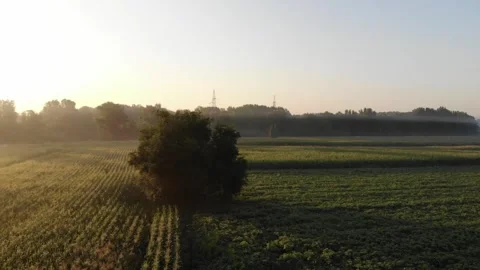 Tree in the field, morning magic. Stockbeeldmateriaal 272622783