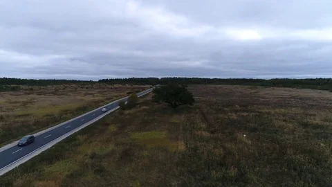 Tree in the field next to the road 動画素材 80808757