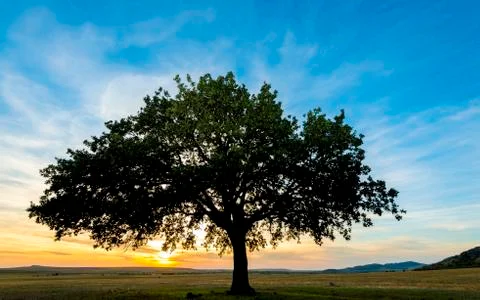 Tree on field Фото