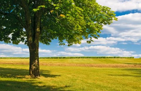 Tree in a field Stock Photos