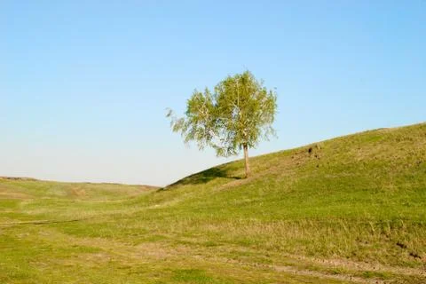 Tree in field Stock-Fotos