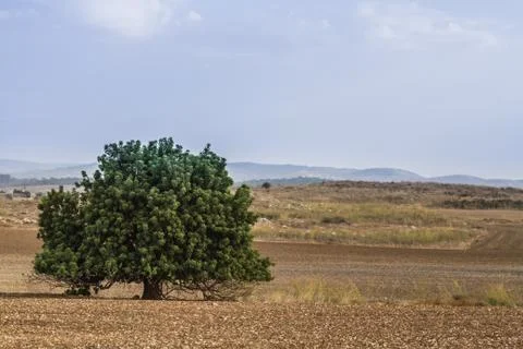 Tree in the field. Stock Photos