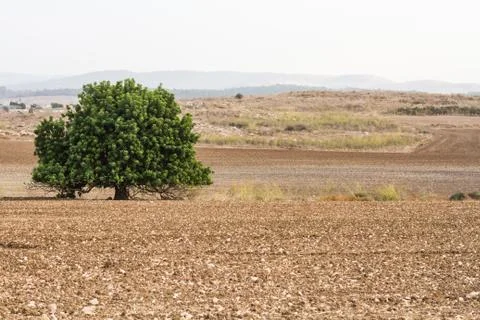 Tree in the field. Stock Photos