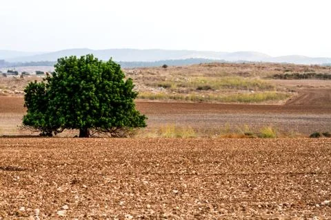 Tree in the field. Stock Photos