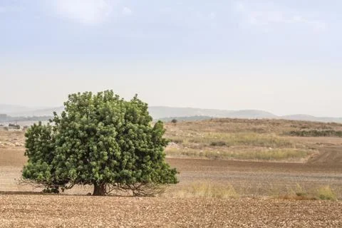 Tree in the field. Stock Photos