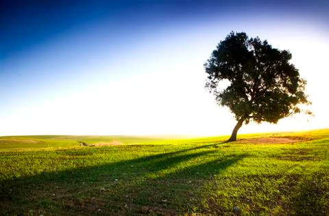 Tree in the field Stock Photos