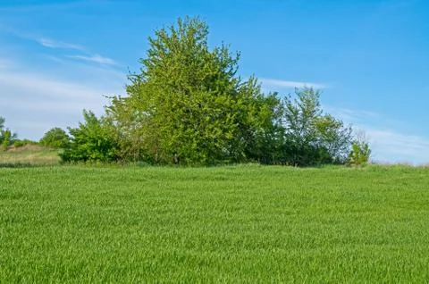 Tree in field Stock Photos