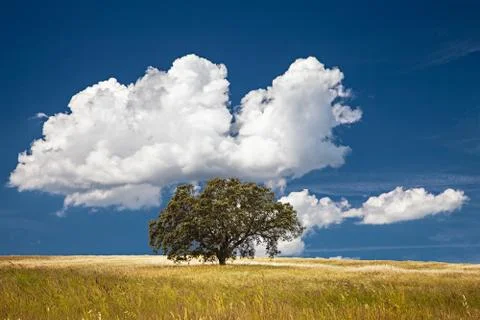 Tree in field Stock Photos
