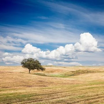 Tree in Field Stock Photos