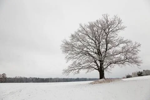 Tree in the field Stock Photos